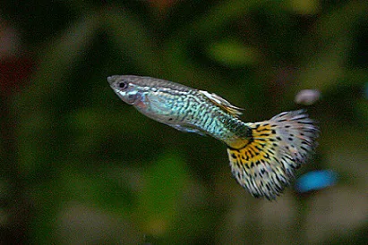 colorful guppy fish